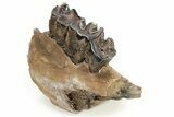 Fossil Woolly Rhino (Coelodonta) Mandible Section - Siberia #269755-1